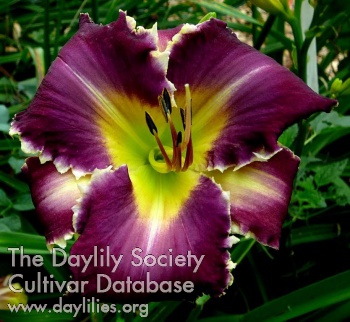 Daylily Ian Kevin Curtis